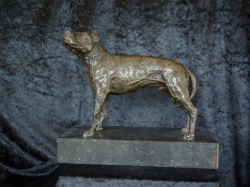 Amerikaanse pitbull.jpg