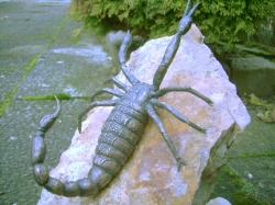 Scorpioen.jpg