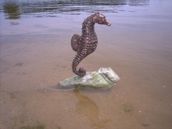 Seahorse-II