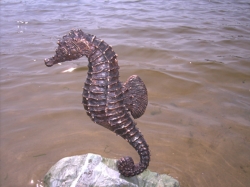 Seahorse-I